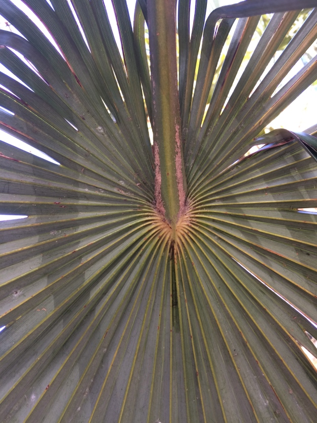 Looking up from beneath a Trachycarpus fortunei frond.  This one come from my one female tree.  All of its fronds tend to be fuller.  This one takes it further turning a palmate form into nearly orbicular.