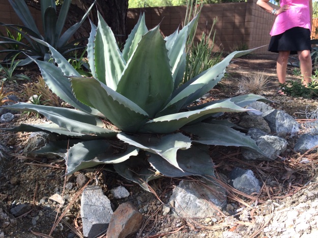 My picture, but not my plant. Alas! I just potted my start up to a 1gal purchased from Sean at Cistus. Agave ovatifolia 'Vanzie'. Several of these big beautiful cultivars are growing in the Bancroft Garden. It is distinguished from the species by its undulating longitudinal waves across the wide guttered leaves.