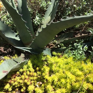 Each Agave forms a perfect rosette. Here you see a leaf crossing over and through the rosette of the mother plant. There is another one here on the right and a third to the left out of frame.