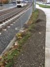 The third picture, adjacent to McLaughlin Blvd, shows the track area that is managed weed free, with sterilants, and the raised gravel base of the sidewalk, unplanted, without a retaining wall, collapsing and filling with weeds, a landscape problem created by a poor engineering solution.