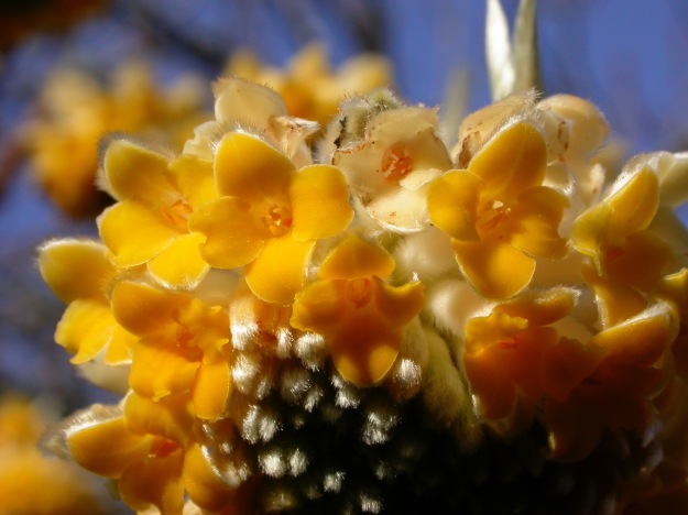 dscn0188-washington-edgeworthia-chrysantha-flower