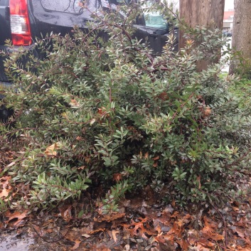A. x 'Pacific Mist'. This plant is in my parking strip and has to be regularly tipped back to keep it out of the street and off the sidewalk, causing it to perhaps pile up on itself more. This plant is over 3' tall and pushing out of its 4' wide space.