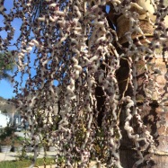 A portion of the flowering end of the inflorescence on crownshafted Palm at a friends house at Shell Beach in California.
