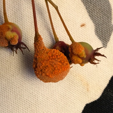 A few fruit of my Serviceberry showing the Aecia that will release the spores. Not exactly attractive is it?