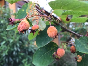 Virtually every fruit on my tree is infected and many will abort.