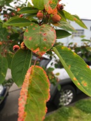 This is a street tree planted elsewhere in inner SE. It may be 'Autumn Brilliance' or another variety, but there are several of them planted here, all with heavy Rust and twisted branching.