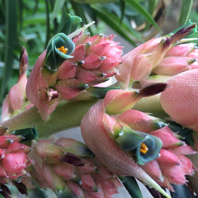 Puya: Growing These Well Armed South Americans in the Pacific Northwest |  GardenRiots