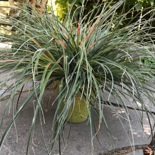 Fascicularia bicolor ssp. caniculata 'Spinner's Form"...or, whatever. This plant bulked up quickly with half a dozen rosettes crowded together.