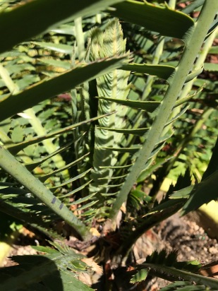 Now, doesn't this look 'lethal'. These are the leaves of one of my Cycads, rigid and pointy, Dioon spinulosum, from Mexico, via Rain Tree Tropical a nursery out of Silverton. The soft new fronds are just emerging here up within the plants protective cage.