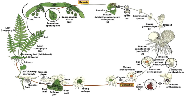 Pteridophyte Life Cycle