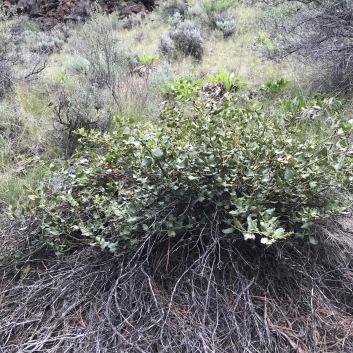 An older Snowbrush plant with younger growth topping older dead stems. This plant is a member of the Pine community requiring a little more water than the arid plants of the Sagebrush Steppe.