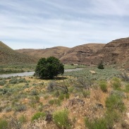 From the upland, short D and H Trail, you get a view of the Black Walnut Tree, left, and the Black Locust Tree, middle right, that were planted many years ago during the active ranching years. We didn't see anymore of these anywhere on Park property.