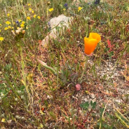 The flat plain of the Monument has very little to no Calfornia Poppy, Eschscholzia. What we saw on the hills were small and few, only just coming into bloom when we visited. This is very unlike the Antelope Valley to the east of the Temblors where they are a dominant element.