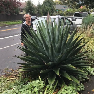 We came home at the end of Sept. from a week at the beach and found our Agave montana beginning to 'shoot'.
