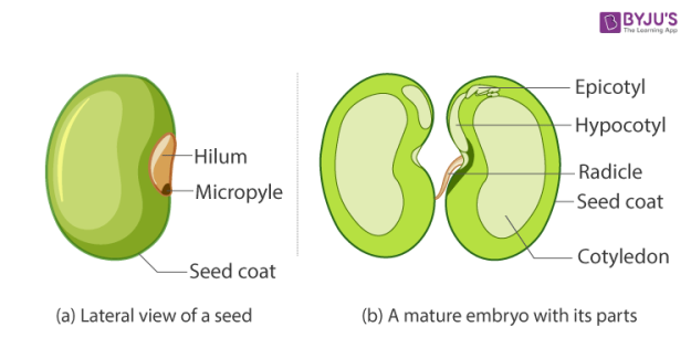 dicot-seed