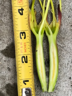 You can see how simple these are even in section, the style split in the center connected to the long ovary, the filaments of the anthers connected near the base of the small petals, wrapped in the shrinking sepals.