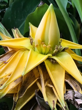 The inflorescence in early September, 2 1/2 months after beginning. The oldest bracts beginning to brown. If successfully pollinated, small fruits would form tightly held at their decaying bases. These are all male flowers being reveled.